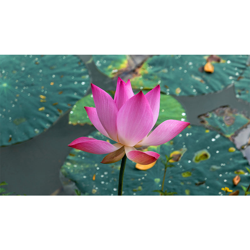 Pink Lotus Flower Photo Removable Wall Mural Modern Style Wall Covering for Stairway