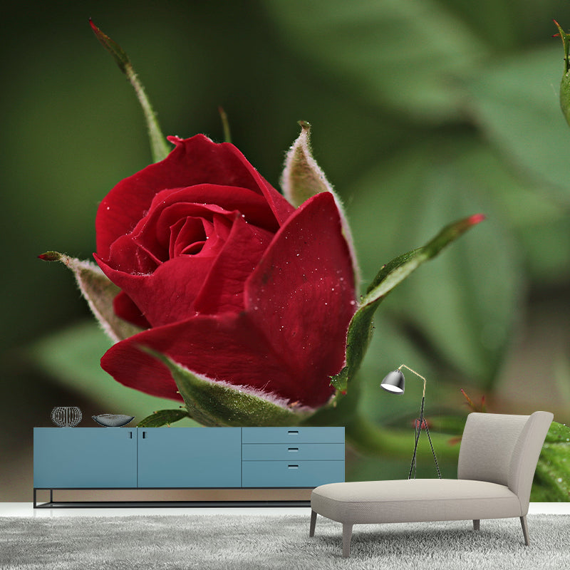 Elegant Rose Flower Photo Mural Modern Smooth Wall Covering in Red, Water Resistant