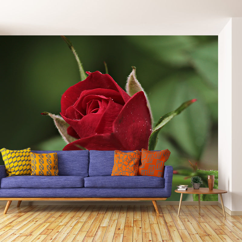 Elegant Rose Flower Photo Mural Modern Smooth Wall Covering in Red, Water Resistant