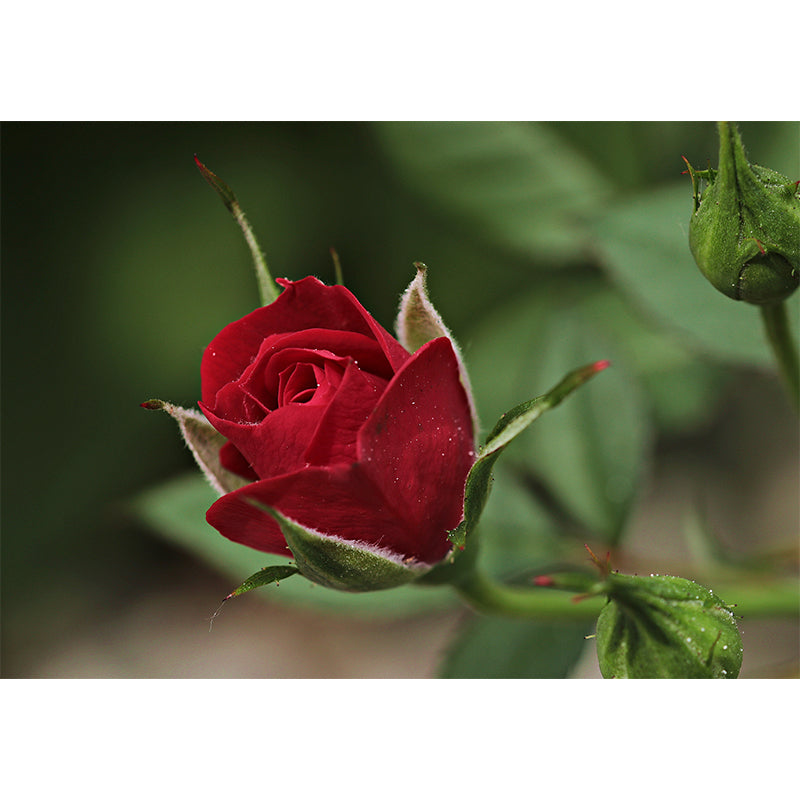 Elegant Rose Flower Photo Mural Modern Smooth Wall Covering in Red, Water Resistant