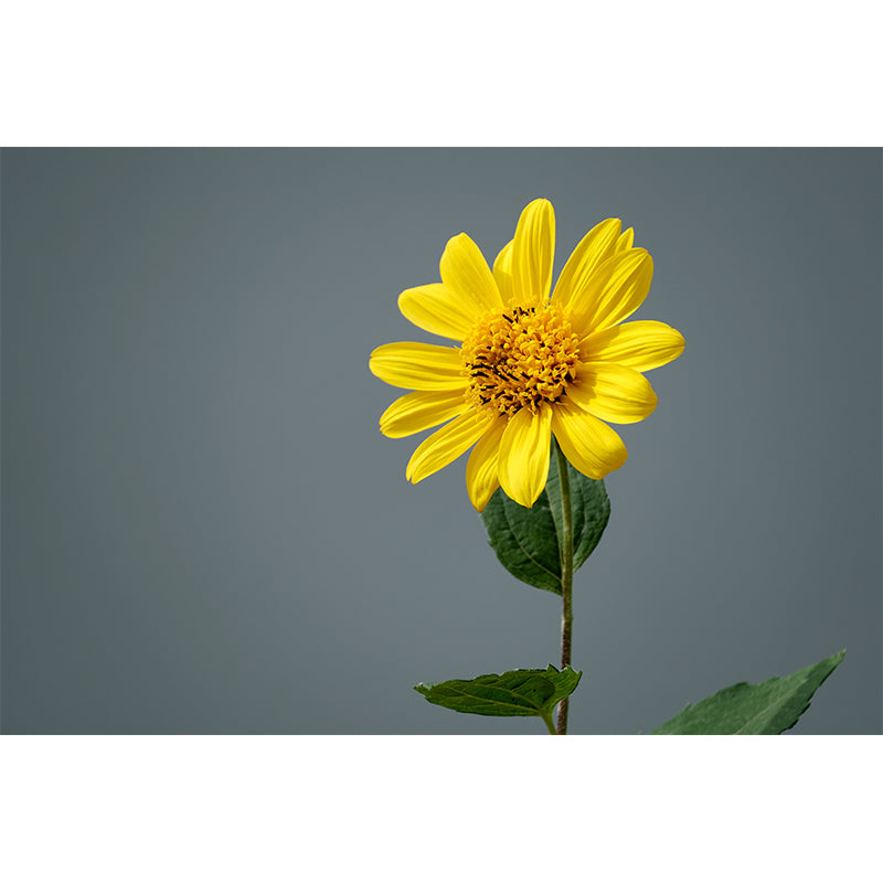 Yellow Sunflower Waterproof Decor Mural for Bathroom Kitchen Sleeping Room