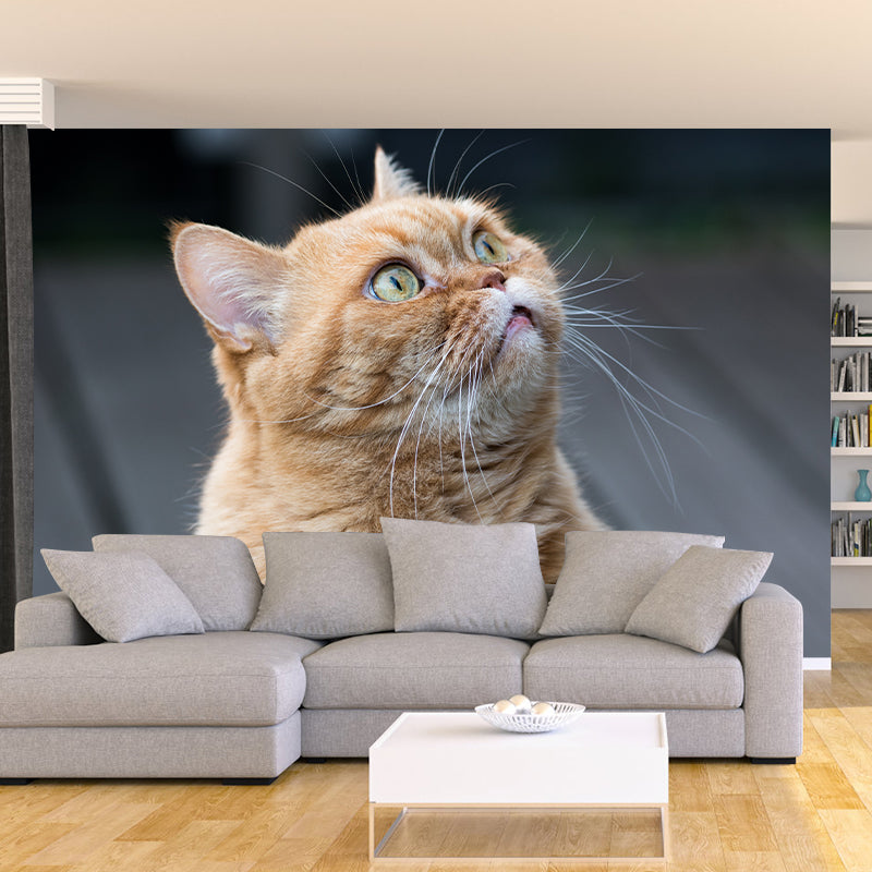 Super Cute Cat Wall Decals Water Resistant Bedroom Living Room Wall Decor Murals