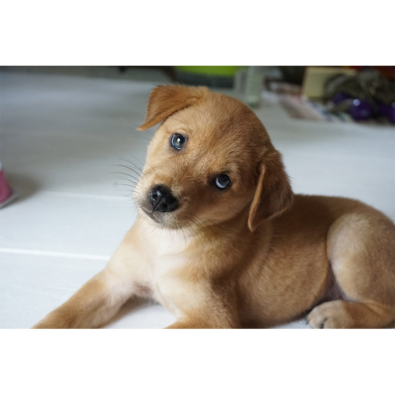 Lovely Dog Wall Mural Removable Wall Covering for Sleeping Room,Water Resistant