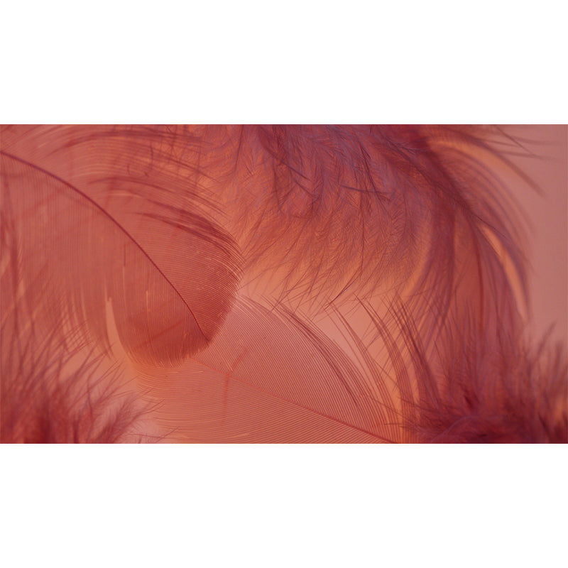 Photography Modern Pastel Color Mural Wallpaper with Bird Feathers for Girls' Bedroom