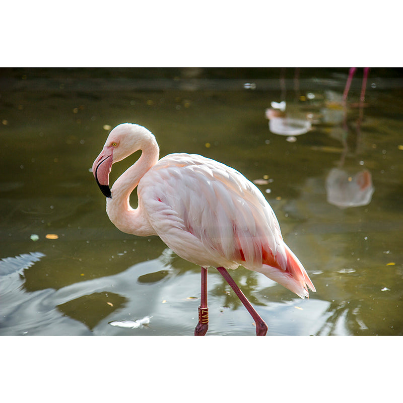 Tropical Style Wall Mural Washable Bedroom Living Room Wall Decor, Custom