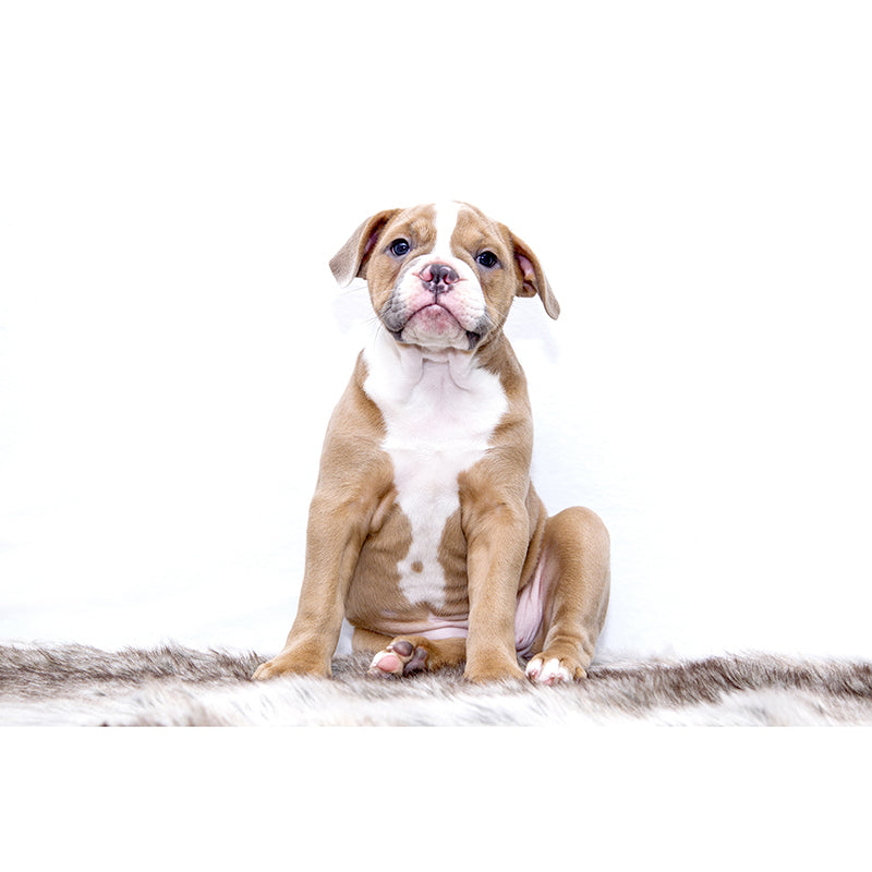 Lovely Dog Mural Wallpaper Water-Resistant Wall Covering for Accent Wall