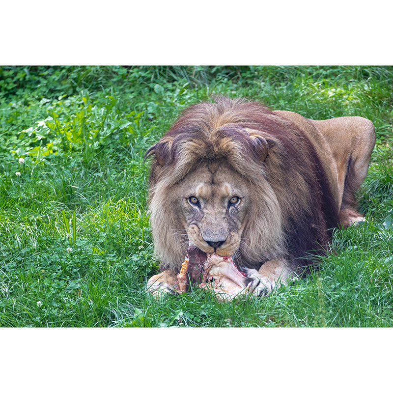 Lion Jungle Animal Mural Decal Contemporary Wall Decor for Bedroom, Stain-Resistant