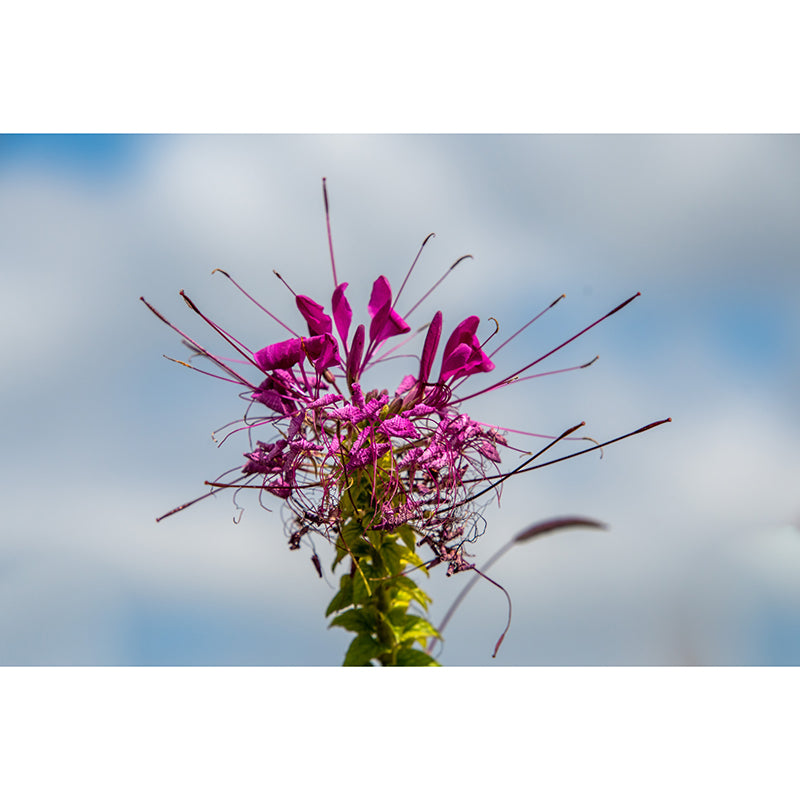 Flower Blossom Mural Wallpaper Modern Wall Covering for Sitting Room, Made to Measure