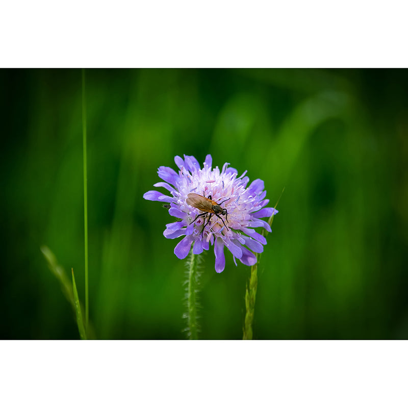 Flower Blossom Mural Wallpaper Modern Wall Covering for Sitting Room, Made to Measure