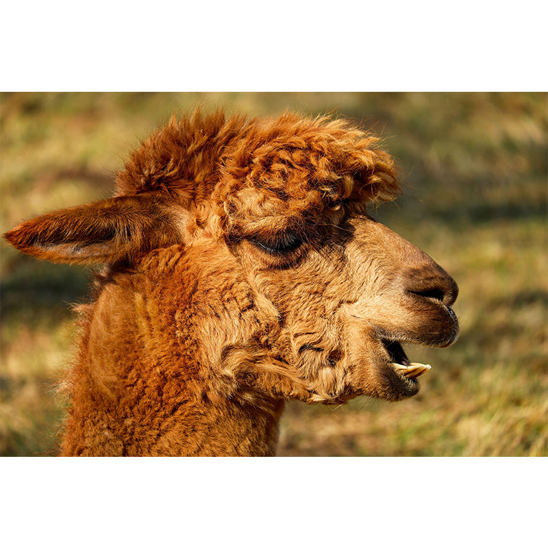 Alpaca Portrait Mural Wallpaper Contemporary Style Wall Covering for Living Room