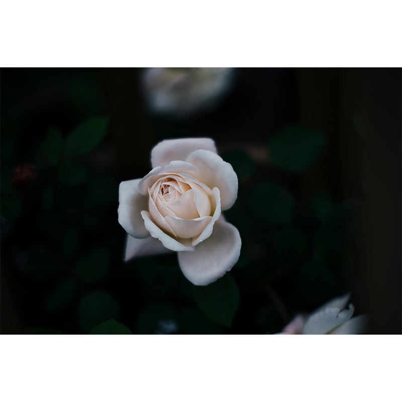 Photography Style Rose Blossom Mural Wallpaper Modern Wall Covering for Living Room