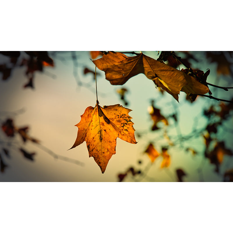 Autumn Leaves Mural Decal Waterproofing Wall Decor for Sitting Room Bedroom