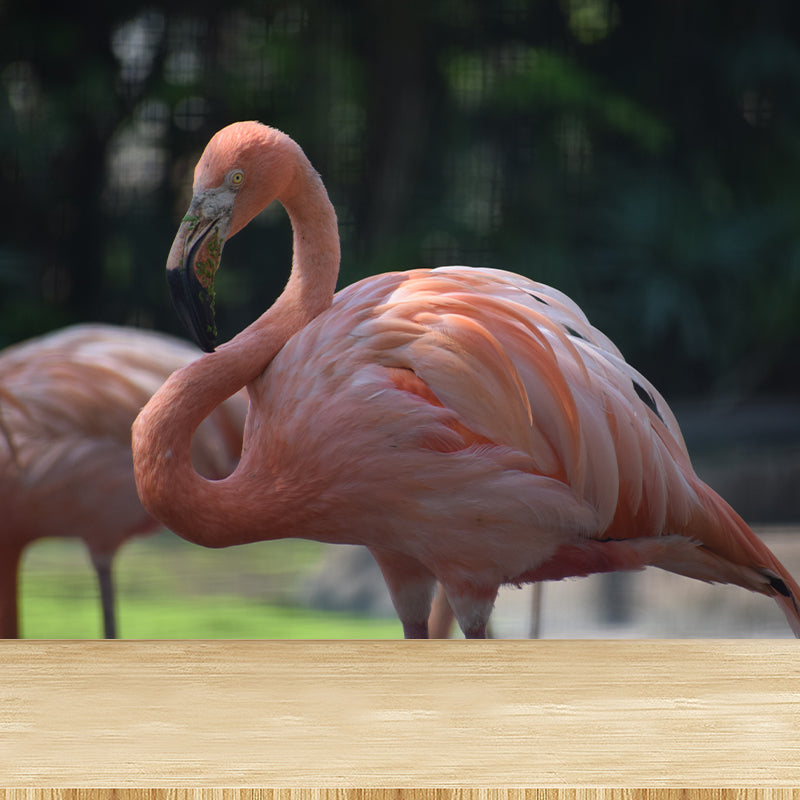 Tropical Flamingo Wall Mural Customized Waterproofing Wall Covering for Living Room