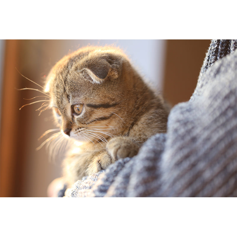 Full Size Cat Wall Covering for Sitting Room Water Resistant Wall Mural Decal