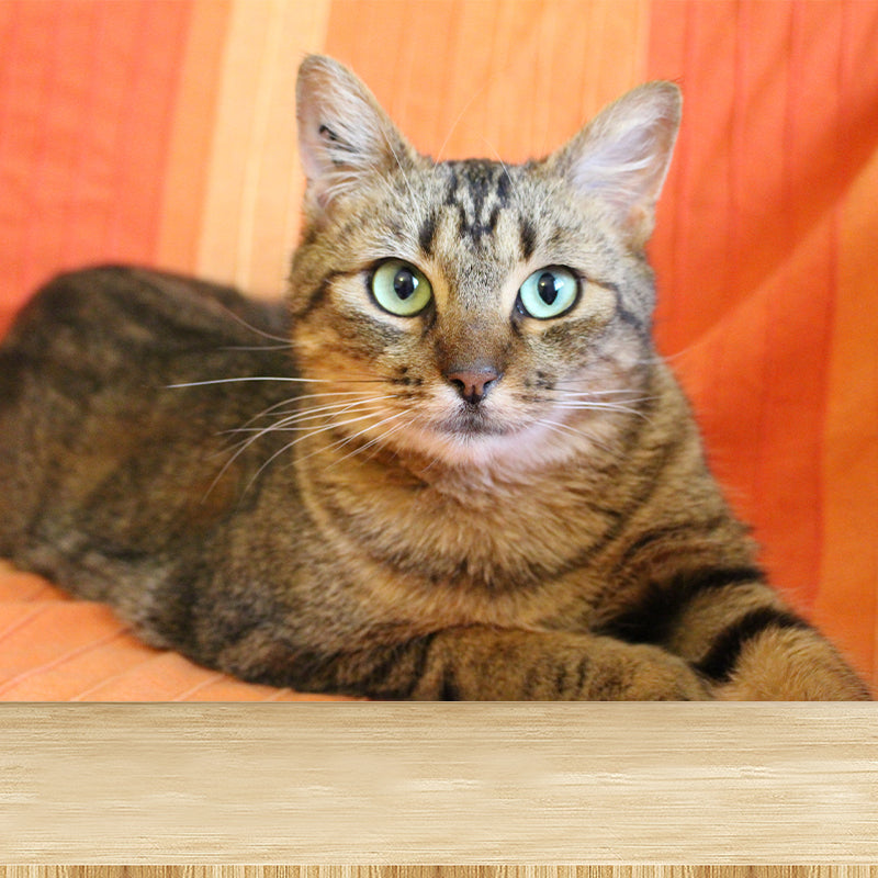 Full Size Cat Wall Covering for Sitting Room Water Resistant Wall Mural Decal