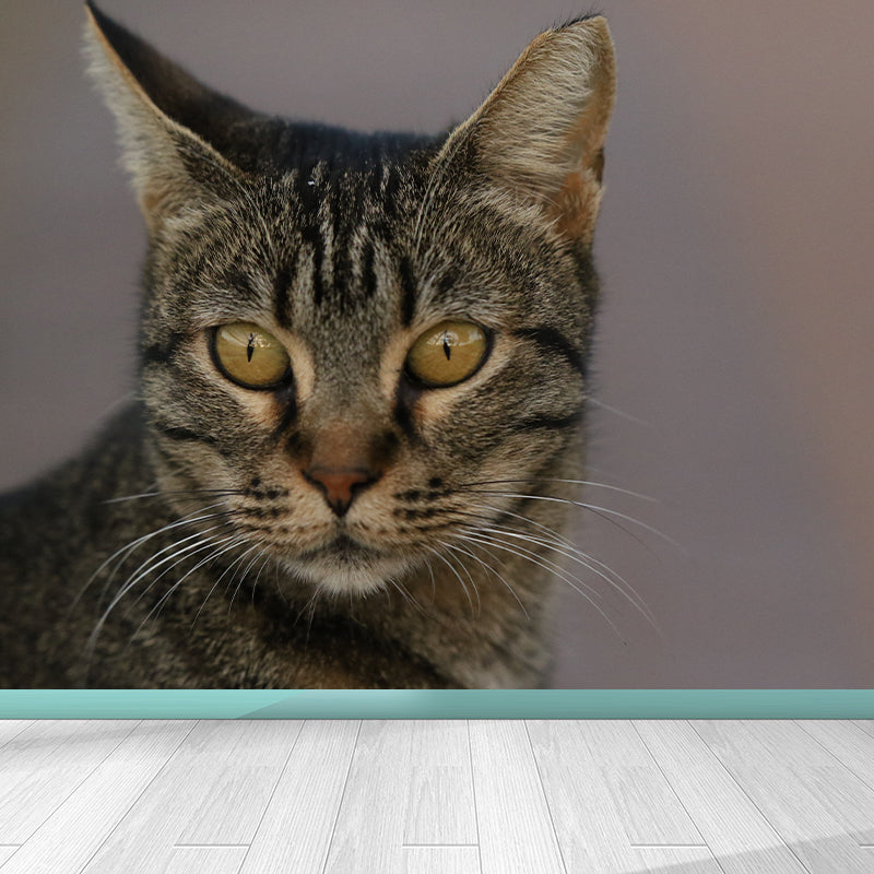 Full Size Cat Wall Covering for Sitting Room Water Resistant Wall Mural Decal