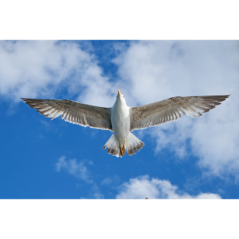 Seagull Wall Paper Murals for Home Blue and White, Custom Size Available