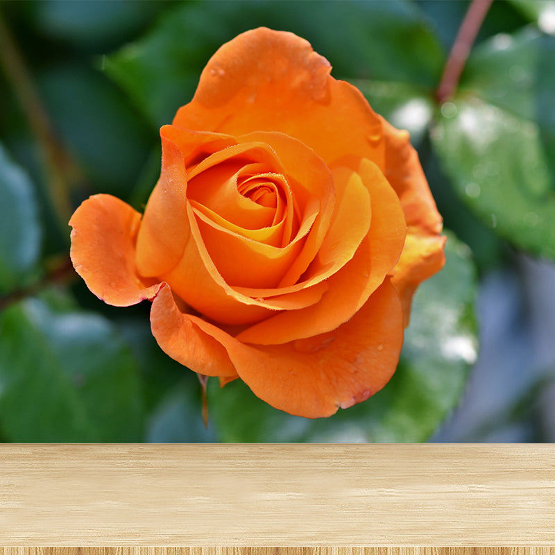 Beautiful Flower Mural Wallpaper Gust Room Decorative Wall Art, Personalized Size Available