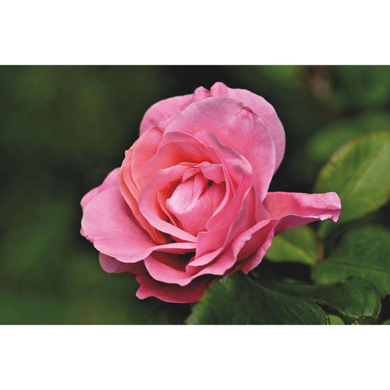 Beautiful Flower Mural Wallpaper Gust Room Decorative Wall Art, Personalized Size Available