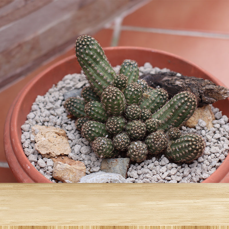 Tropical Green Plant Wall Mural for Bar Decoration Waterproof, Customized Size