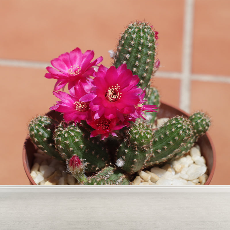 Tropical Green Plant Wall Mural for Bar Decoration Waterproof, Customized Size