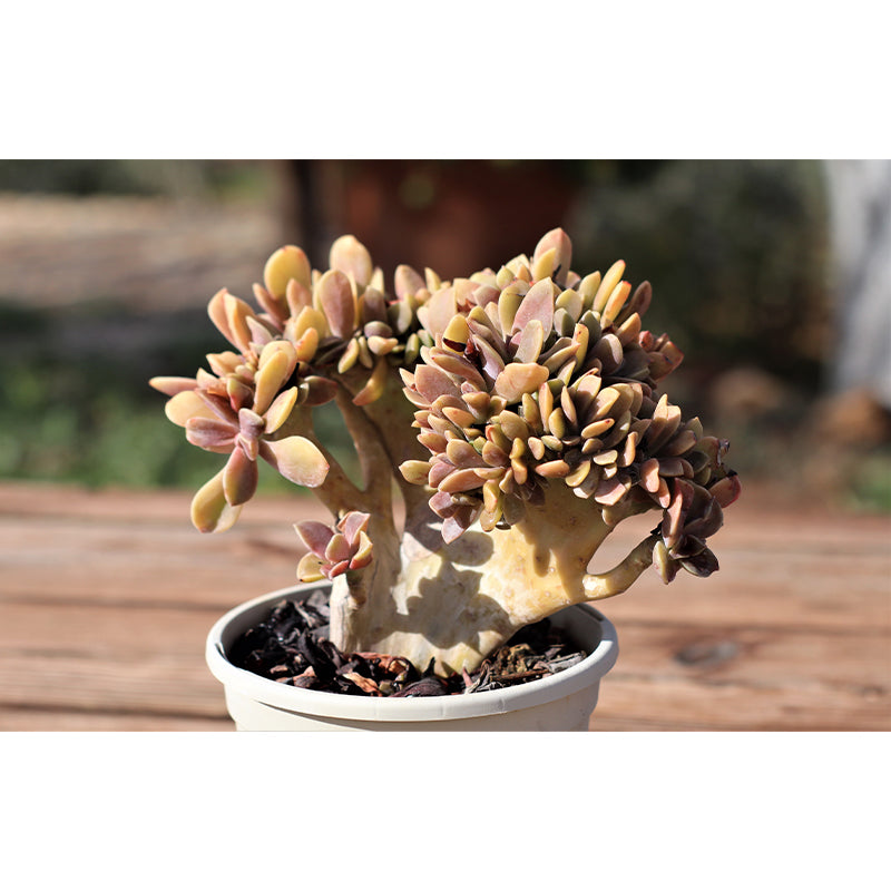 Tropical Green Plant Wall Mural for Bar Decoration Waterproof, Customized Size