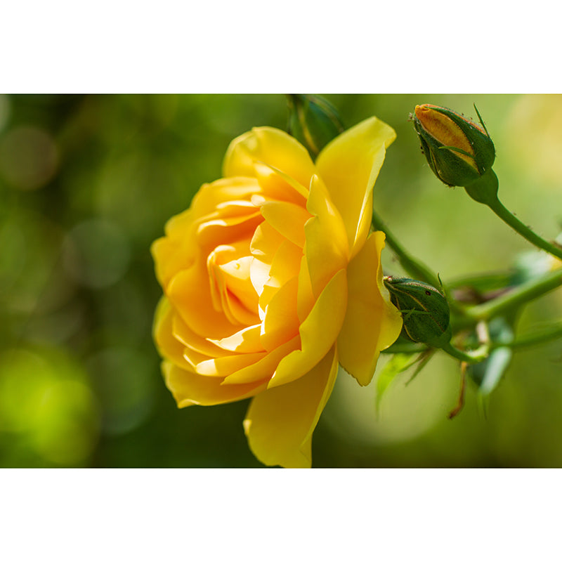 Beautiful Flower Mural Wallpaper Stain Resistant for Sleeping Room, Custom-Made