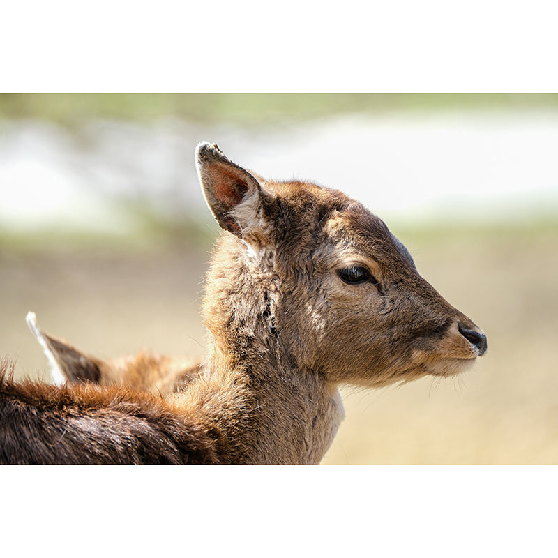 Deer Animal Mural Wallpaper for Living Room Decor Waterproofing, Custom Size