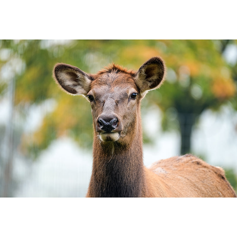 Cute Deer Animal Moisture Resistant Bedroom Wall Covering, Customized Size