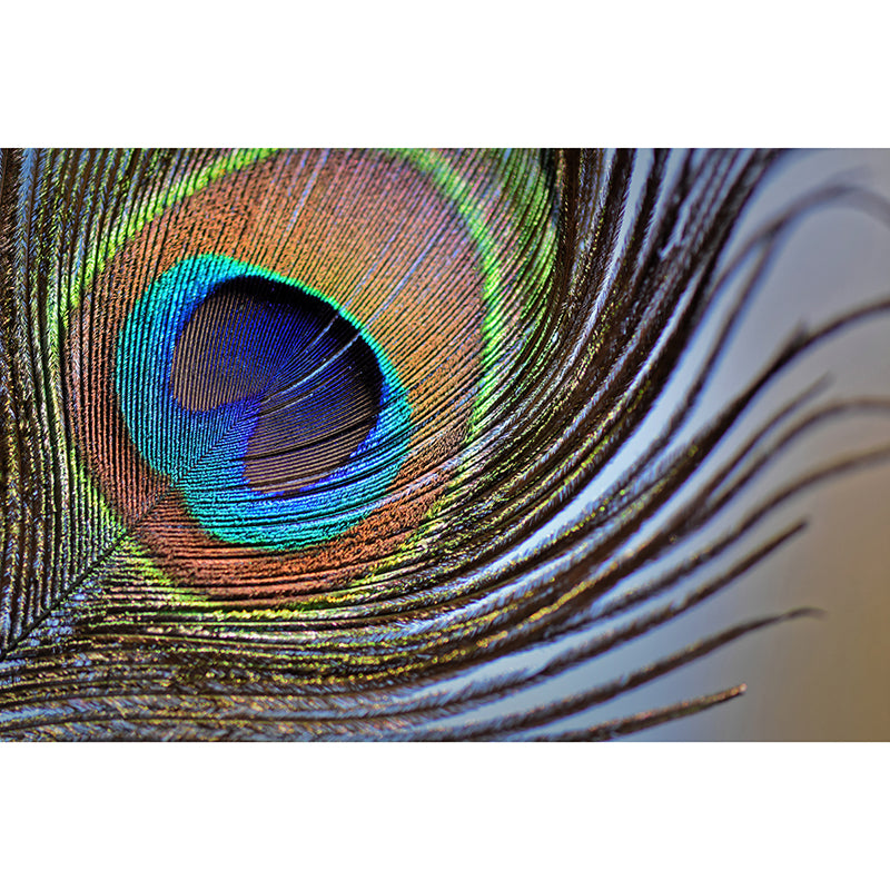 Minimalism Peacock Feather Wall Murals Moisture Resistant Wall Covering for Bedroom