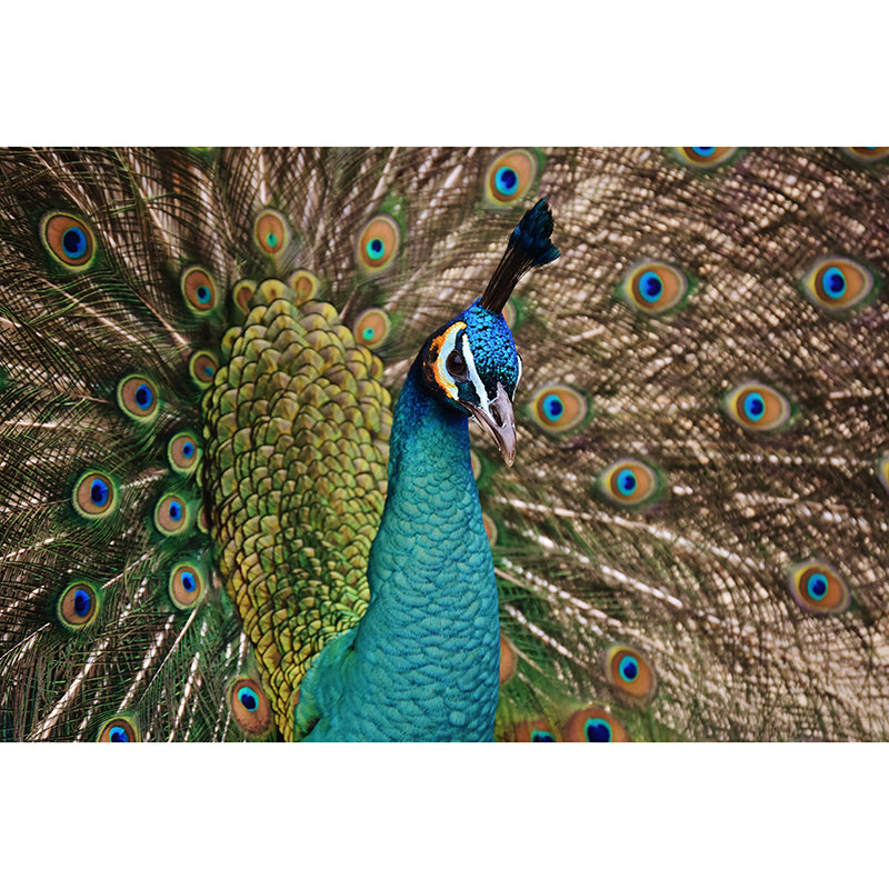 Large Peacock Mural Decal for Living Room Moisture Resistant, Made to Measure