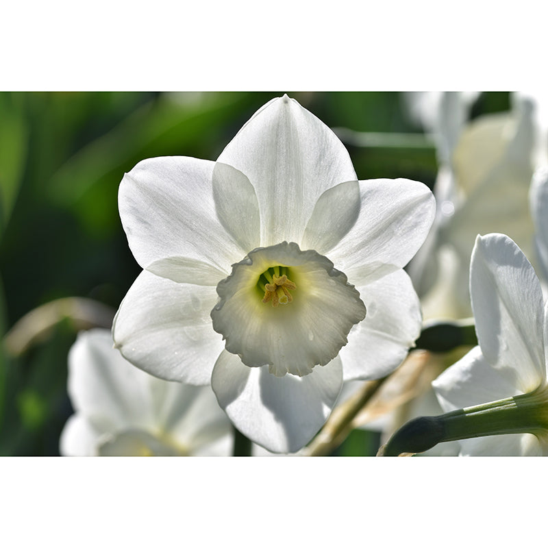 Beautiful Flower Wall Mural Water Resistant Wall Covering for Living Room