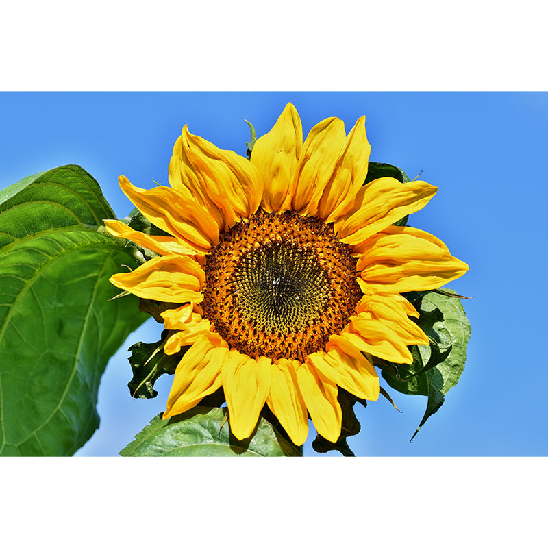 Beautiful Sunflower Wallpaper Mural Yellow Moisture Resistant Wall Art for Home