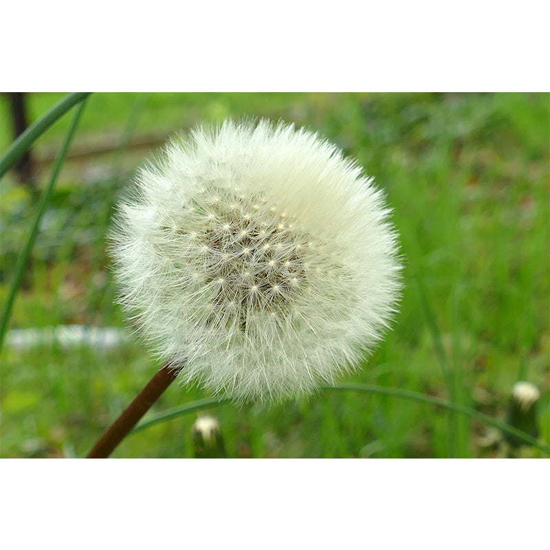 White Dandelion Wallpaper Murals Moisture Resistant Wall Decor, Personalised Size