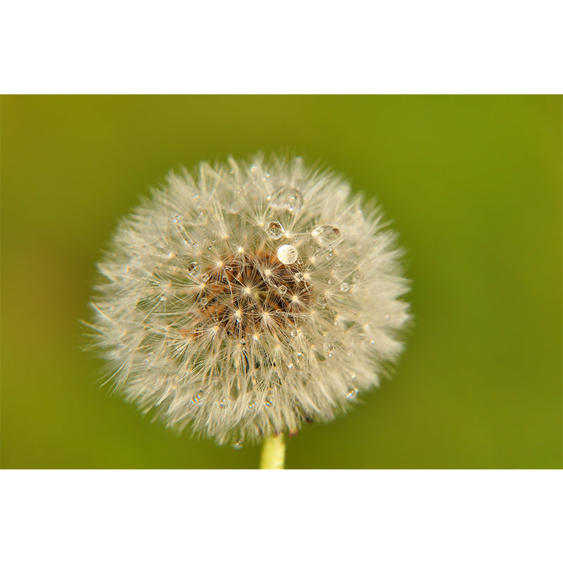 Minimalism White Dandelion Plant Murals Wallpaper Waterproof Bedroom Wall Decoration
