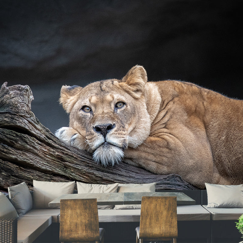 Lifelike Lion Wall Mural Decal for Sitting Room Stain Resistant, Custom Size Available