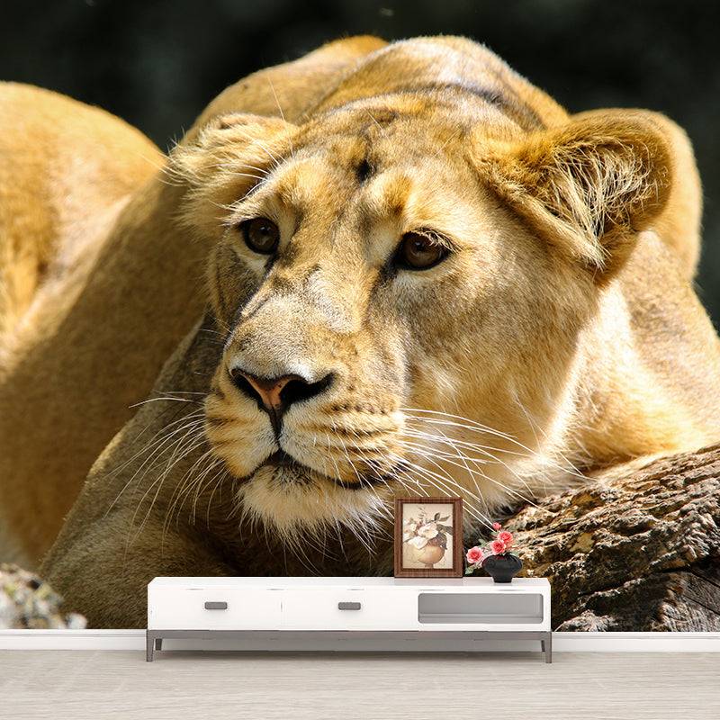 Lifelike Lion Wall Mural Decal for Sitting Room Stain Resistant, Custom Size Available