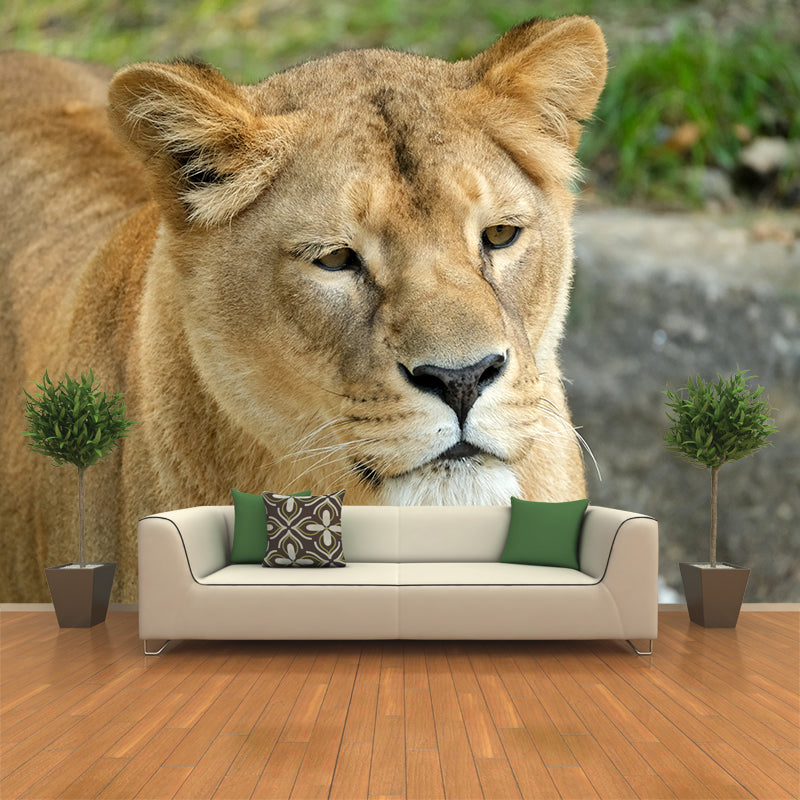 Lifelike Lion Wall Mural Decal for Sitting Room Stain Resistant, Custom Size Available