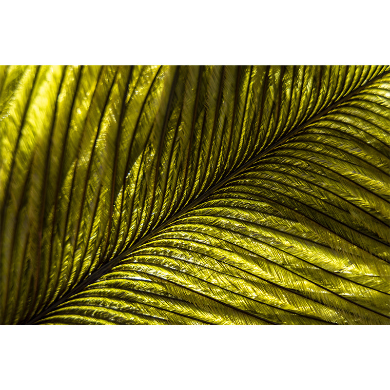 Peacock Feather Mural Wallpaper for Sleeping Room Water Resistant, Custom Made