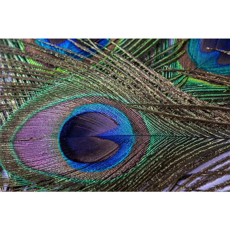 Tropical Style Peacock Feather Mural Decal for Living Room, Custom Size