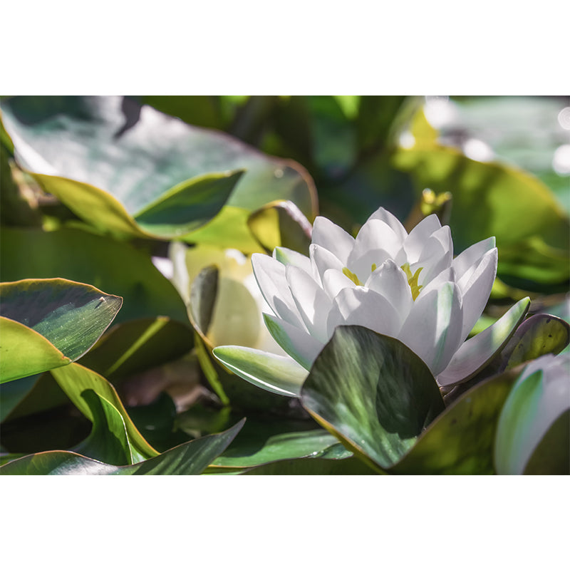 Water Plants Flower Print Wall Mural Decal Moisture Resistant, Custom Size