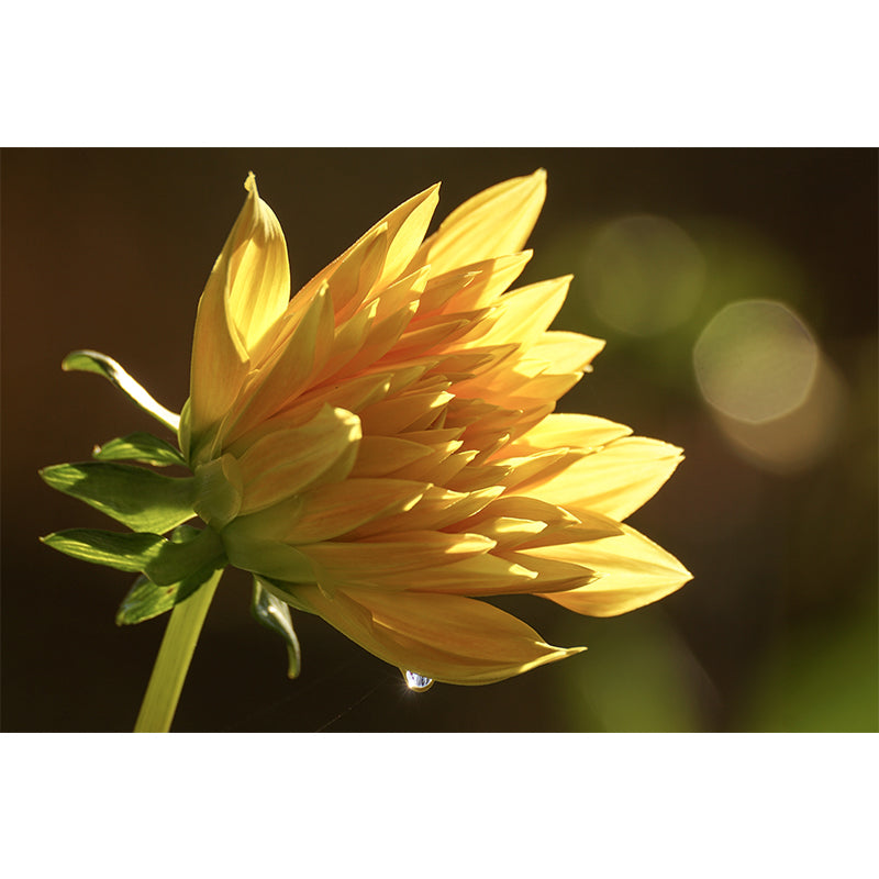 Dahlia Blooming Flower Mural pour l’intérieur de la maison, couleur douce, taille personnalisée disponible