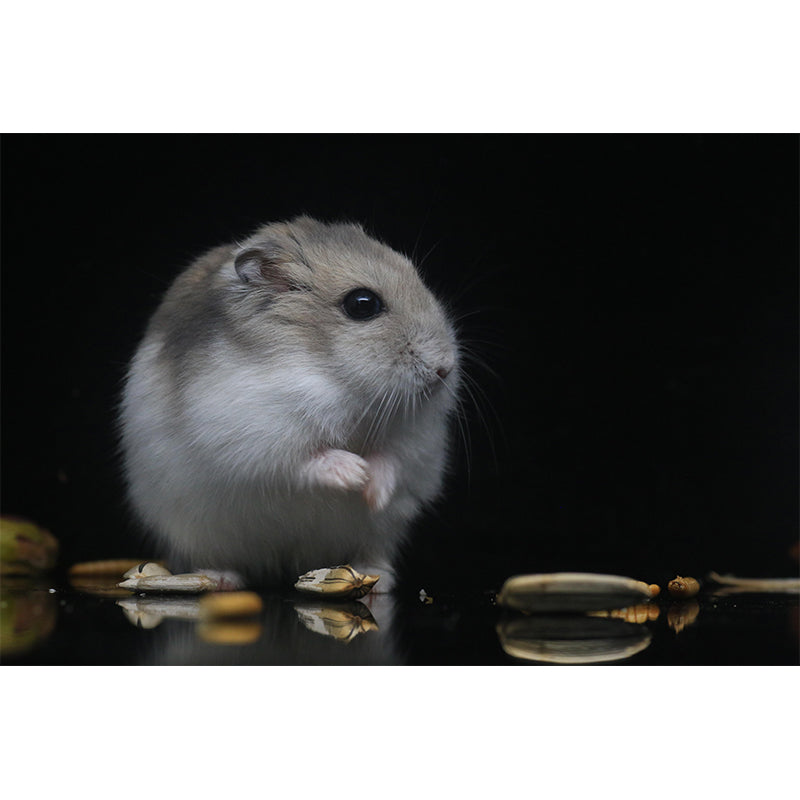 Lovely Hamster Mural Wallpaper Contemporary Style Wall Covering for Living Room