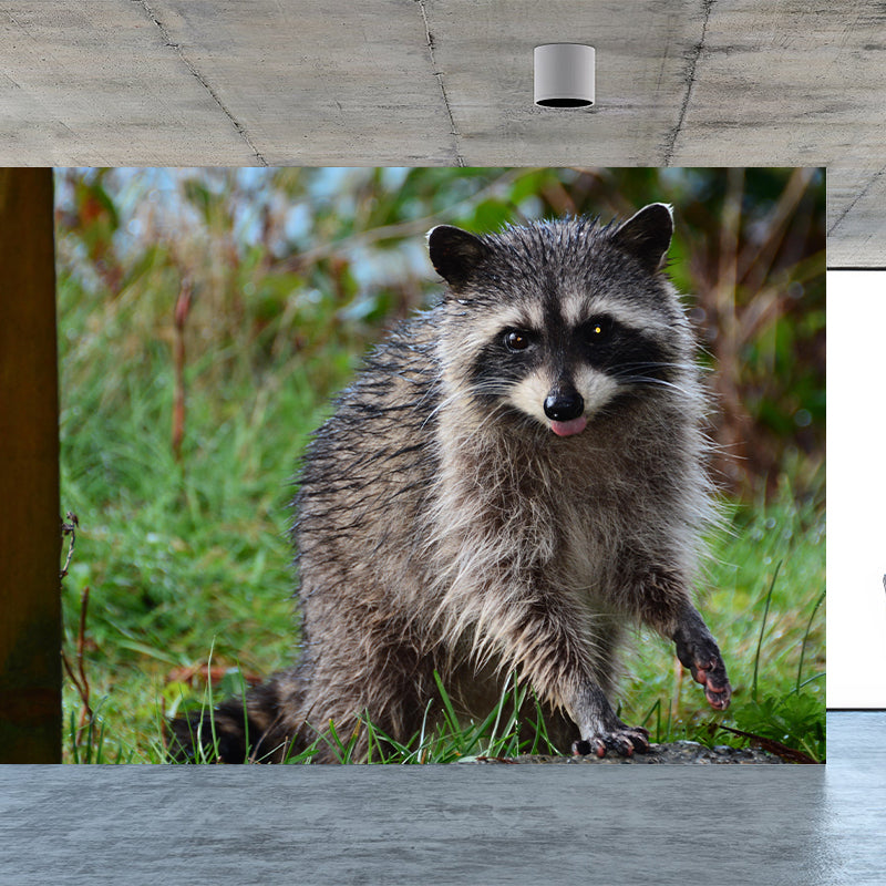 Raccoon Mural Wallpaper Contemporary Style Wall Covering for Living Room