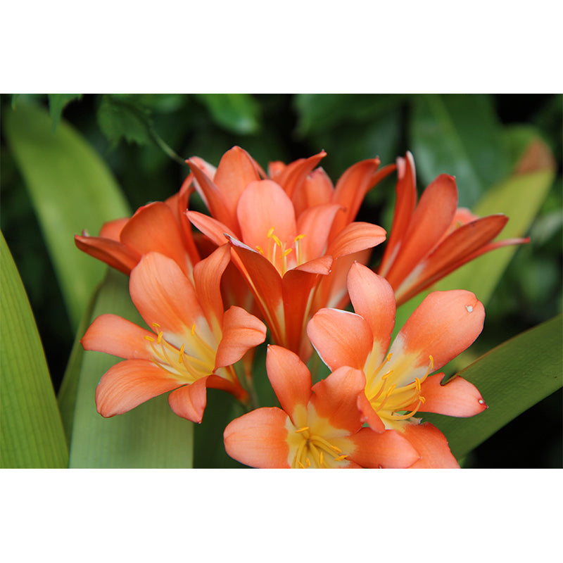 Clivia Flower Blossing Mural Wallpaper Modern Wall Covering for Living Room