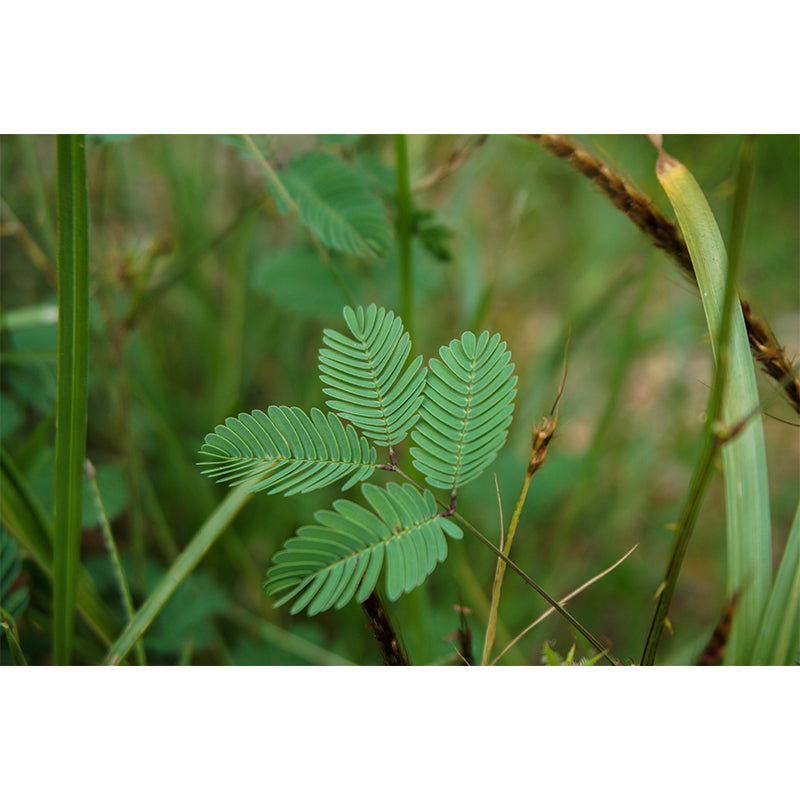 Contemporary Mimosa Home Mural Mildew Resistant Wall Decor for Bedroom