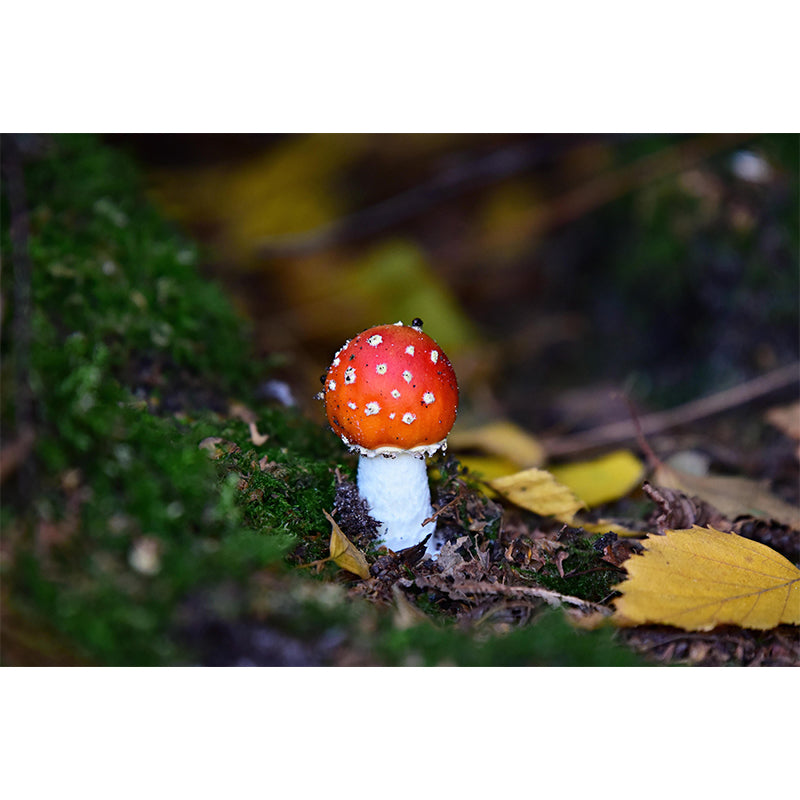 Contemporary Mushrooms Home Mural Mildew Resistant Wall Decor for Bedroom