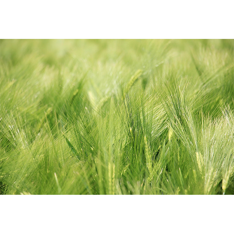 Relaxing Barley View Mural Wallpaper Pastel Color Modern Wall Covering for Drawing Room