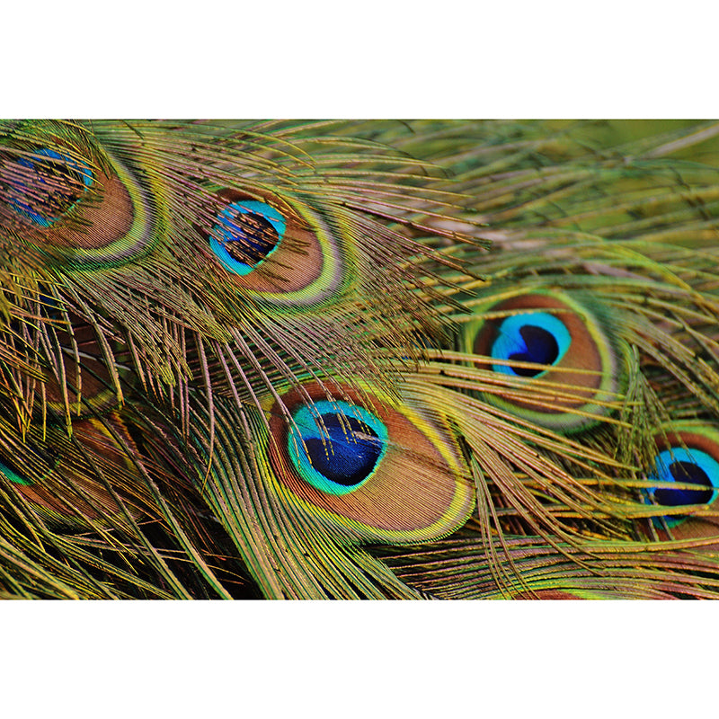 Tropical Peacock Feather Mural Stain Resistant Wall Art for Home Decor