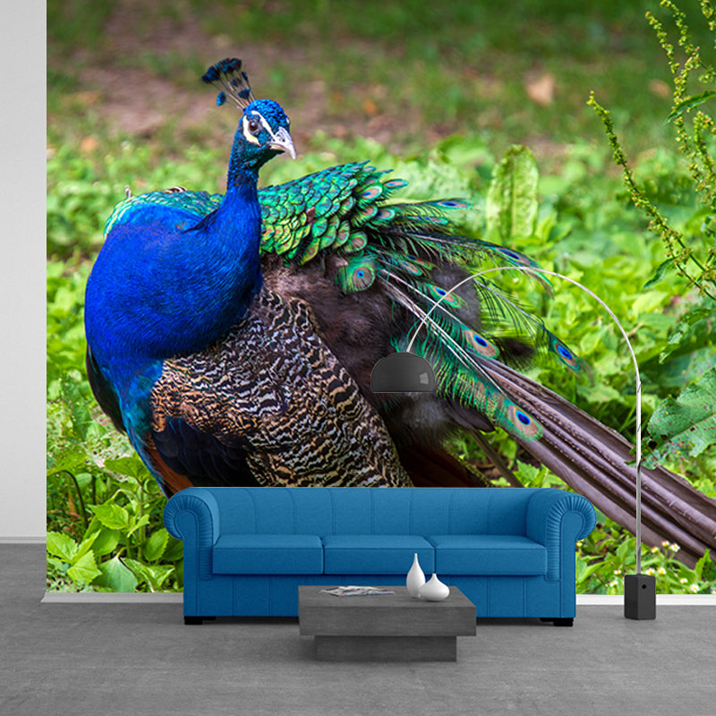 Blue Peacock Mural Wallpaper for Living Room Moisture Resistant, Custom Size